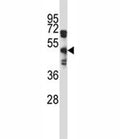 EDG8 antibody western blot analysis in A549 lysate. Predicted molecular weight: ~42kDa.