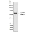 Western blot testing of human HepG2 lysate with ATG12 antibody. Expected molecular weight: ~15 kDa (ATG12) and 50-60 kDa (ATG12-ATG5 complex).