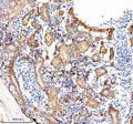 Immunohistochemical analysis of Gmps protein using Zebrafish Gmps antibody and paraffin-embedded zebrafish kidney tissue. HIER: boil tissue sections in pH8 EDTA for 20 min and allow to cool before testing.