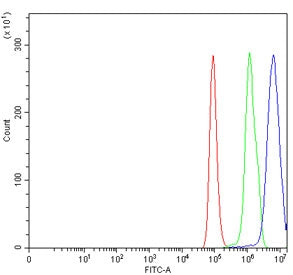Flow cytometry testing of human HeLa cells with KLF13 antibody at 1ug/million cells (blocked with goat sera); Red=cells alone, Green=isotype control, Blue= KLF13 antibody.
