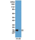 Western blot test of acid extracts of HeLa cells treated (1) or non-treated (2) with Nocodazole, using recombinant phospho-Histone H2A/H4 antibody at 0.5 ug/ml, showed both Histone H2A and H4 phosphorylated at Serine 1 in HeLa cells.