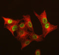 Immunofluorescent staining of GALNT12 using anti-GALNT12 antibody (green) and anti-Beta Tubulin antibody (red). GALNT12 was detected in immunocytochemical section of cell. Enzyme antigen retrieval was performed using IHC enzyme antigen retrieval reagent for 15 mins. The cells were blocked with 10% goat serum. And then incubated with 5 ug/ml rabbit anti-GALNT12 antibody and mouse anti-Beta Tubulin antibody overnight at 4oC.