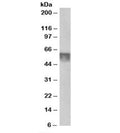 Western blot testing of human testis lysate with KPNA4 at 0.5ug/ml. Predicted molecular weight: ~58kDa.