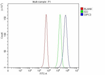Flow Cytometry analysis of K562 cells using anti-GIPC3 antibody. Overlay histogram showing K562 cells stained with (Blue line). To facilitate intracellular staining, cells were fixed with 4% paraformaldehyde and permeabilized with permeabilization buffer. The cells were blocked with 10% normal goat serum. And then incubated with rabbit anti-GIPC3 antibody (1 ug/million cells) for 30 min at 20oC.