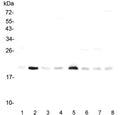 Western blot testing of rat 1) heart, 2) lung, 3) stomach, 4) kidney and mouse 5) heart, 6) lung, 7) stomach and 8) kidney lysate with RAP1A antibody. Expected molecular weight ~21 kDa.
