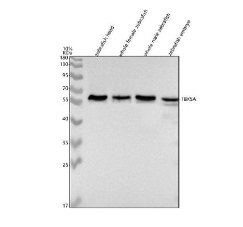 Western blot analysis of Tbx5a protein using Zebrafish Tbx5a antibody and 1) zebrafish head, 2) whole female zebrafish, 3) whole male zebrafish and 4) zebrafish embryo tissue lysate. Predicted molecular weight ~55 kDa.
