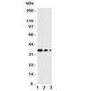 Western blot testing of WNT2B antibody and human recombinant protein, 36KD with tag; Lane 1: 10ng; 2. 5ng; 3. 2.5ng