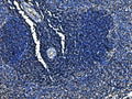 IHC staining of FFPE rat spleen tissue with Cd6 antibody. HIER: boil tissue sections in pH8 EDTA for 20 min and allow to cool before testing.