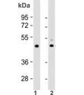 Western blot testing of 1) human heart lysate and 2) mouse heart lysate with TPRA1 antibody at 1:2000. Predicted molecular weight: 41 kDa.