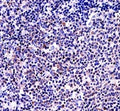 BAFF antibody immunohsitochemistry analysis in formalin fixed and paraffin embedded human tonsil tissue.