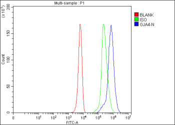 Flow Cytometry analysis of K562 cells using anti-GJA4 antibody. Overlay histogram showing K562 cells stained with (Blue line). The cells were fixed with 4% paraformaldehyde and blocked with 10% normal goat serum. And then incubated with rabbit anti-GJA4 antibody (1 ug/million cells) for 30 min at 20oC. DyLight 488 conjugated goat anti-rabbit IgG (5-10 ug/million cells) was used as secondary antibody for 30 min at 20oC.