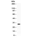 Western blot testing of human placenta lysate with KLK8 antibody at 0.5ug/ml. Expected molecular weight ~28 kDa.