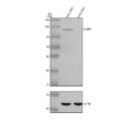 Western blot analysis of PARP1 using anti-PARP1 antibody. Electrophoresis was performed on a 8% SDS-PAGE gel at 80V (Stacking gel) / 120V (Resolving gel) for 2 hours. Lane 1: human Hela- WT whole cell lysates, Lane 2: human Hela-PARP1 KO whole cell lysates. After electrophoresis, proteins were transferred to a nitrocellulose membrane at 150 mA for 50-90 minutes. Blocked the membrane with 5% non-fat milk/TBS for 1.5 hour at RT. Then the membrane was incubated with rabbit anti-PARP1 antibody at 0.5 ug/ml over