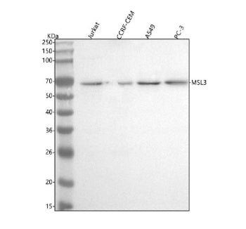 Western blot analysis of MSL3 using anti-MSL3 antibody. Lane 1: human Jurkat whole cell lysates, Lane 2: human CCRF-CEM whole cell lysates, Lane 3: human whole cell lysates, Lane 4: human PC-3 whole cell lysates. After electrophoresis, proteins were transferred to a nitrocellulose membrane at 150 mA for 50-90 min. Blocked the membrane with 5% non-fat milk/TBS for 1.5 hour at RT.