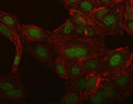 Immunofluorescent staining of FFPE human U-2 OS cells with NCX1 antibody (green) and Phalloidin (red). HIER: steam section in pH6 citrate buffer for 20 min.