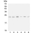 Western blot testing of 1) rat liver, 2) rat testis, 3) rat NRK cell, 4) mouse liver, 5) mouse testis and 6) mouse lung lysate with FSTL3 antibody. Expected molecular weight: 25-39 kDa depending on glycosylation level.