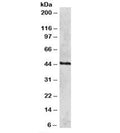 Western blot testing of HeLa lysate with RAD51C antibody at 2ug/ml. Predicted molecular weight: ~42kDa.