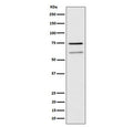 Western blot testing of human Raji cell lysate with WDR1 antibody. Predicted molecular weight: ~66 kDa and ~51 kDa (two isoforms).