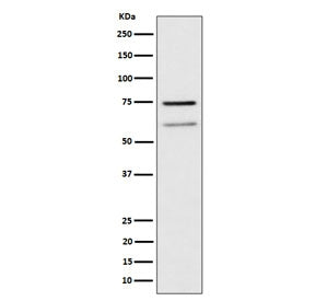 Western blot testing of human Raji cell lysate with WDR1 antibody. Predicted molecular weight: ~66 kDa and ~51 kDa (two isoforms).