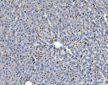 IHC staining of FFPE mouse liver with Ifi30 antibody. HIER: boil tissue sections in pH8 EDTA for 20 min and allow to cool before testing.
