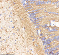 IHC staining of zebrafish Ornithine aminotransferase protein using Zebrafish Ornithine aminotransferase antibody, HRP-labeled secondary and DAB substrate. Ornithine aminotransferase was detected in a paraffin-embedded section of zebrafish brain tissue. HIER: boil tissue sections in pH8 EDTA for 20 min and allow to cool before testing.