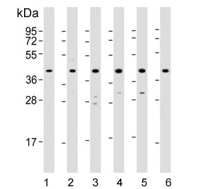 Western blot testing of 1) human HepG2, 2) human HeLa, 3) rat PC-12, 4) human Jurkat, 5) human MCF7 and 6) mouse kidney lysate with p38 MAPK antibody. Expected molecular weight: 38-41 kDa.