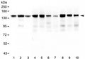 Western blot testing of 1) human HeLa, 2) human ThP-1, 3) human U-87 MG, 4) rat brain, 5) rat heart, 6) rat lung, 7) rat liver, 8) mouse brain, 9) mouse heart and 10) mouse lung lysate with BAG6 antibody at 0.5ug/ml. Predicted molecular weight ~119 kDa but observed at 150-170 kDa.