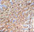 IHC staining of zebrafish Nanos3 protein using Zebrafish Nanos3 antibody, HRP-labeled secondary and DAB substrate. Nanos3 was detected in a paraffin-embedded section of zebrafish pancreas tissue. HIER: boil tissue sections in pH8 EDTA for 20 min and allow to cool before testing.