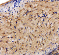 IHC staining of FFPE zebrafish heart tissue with Zebrafish Bag5 antibody. HIER: boil tissue sections in pH8 EDTA for 20 min and allow to cool before testing.