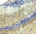 Immunohistochemical staining of NCDN using anti-NCDN antibody. NCDN was detected in a paraffin-embedded section of mouse brain tissue. Heat mediated antigen retrieval was performed in EDTA buffer (pH 8.0, epitope retrieval solution). The tissue section was blocked with 10% goat serum. The tissue section was then incubated with 2 ug/ml rabbit anti-NCDN antibody overnight at 4oC. Peroxidase Conjugated Goat Anti-rabbit IgG was used as secondary antibody and incubated for 30 min at 37oC.