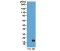 Western blot of recombinant histone H3.3 (1) and acid extracts of human HeLa cells (2) using recombinant H3K9me1 antibody at 0.5 ug/ml shows a band of histone H3 monomethylated at Lysine 9 (K9me1) in HeLa cells.