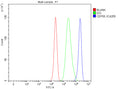 Flow Cytometry analysis of cells using anti-CEP55 antibody. Overlay histogram showing cells stained with (Blue line). To facilitate intracellular staining, cells were fixed with 4% paraformaldehyde and permeabilized with permeabilization buffer. The cells were blocked with 10% normal goat serum. And then incubated with rabbit anti-CEP55 antibody (1 ug/million cells) for 30 min at 20oC. DyLight 488 conjugated goat anti-rabbit IgG (5-10 ug/million cells) was used as secondary antibody for 30 min at 20oC.