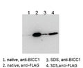 Western blot testing of HEK293 lysate overexpressing human BICC1-FLAG probed with an unrelated BCC1 antibody after immunoprecipitating with either cat # R35086 BICC1 antibody or FLAG antibody in the presence or absence of SDS.