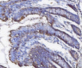 IHC staining of FFPE rat colon tissue with Fgf19 antibody. HIER: boil tissue sections in pH8 EDTA for 20 min and allow to cool before testing.