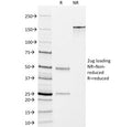 SDS-PAGE analysis of purified, BSA-free DOG1 antibody (clone DG1/447) as confirmation of integrity and purity.