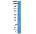 Western blot testing of mouse heart lysate with recombinant ACTA2 antibody at 1:1000. Predicted molecular weight ~42 kDa.