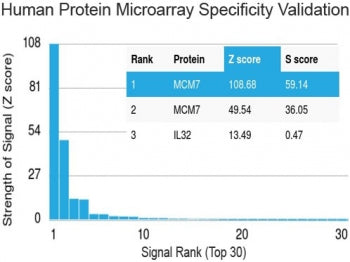 Protein array validation of the MCM7 antibody: Analysis of HuProt(TM) microarray containing more than 19,000 full-length human proteins using MCM7 antibody (clone MCM7/1469). These results demonstrate the foremost specificity of the MCM7/1469 mAb.<P><P>Z- and S- score: The Z-score represents the strength of a signal that an antibody (in combination with a fluorescently-tagged anti-IgG secondary Ab) produces when binding to a particular protein on the HuProt(TM) array. Z-scores are described in units of stan