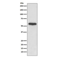 Western blot testing of human HeLa cell lysate with Src antibody. Predicted molecular weight: 55-60 kDa.