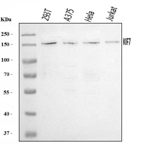 Western blot analysis of KIF7 using anti-KIF7 antibody. Lane 1: human 293T whole cell lysates, Lane 2: human whole cell lysates, Lane 3: human Hela whole cell lysates, Lane 4: human Jurkat whole cell lysates. After electrophoresis, proteins were transferred to a nitrocellulose membrane at 150 mA for 50-90 min. Blocked the membrane with 5% non-fat milk/TBS for 1.5 hour at RT.