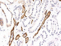 IHC testing of FFPE human kidney transplant with Complement 4d antibody (SPM545). Required HIER: boil tissue sections in 10mM Tris with 1mM EDTA, pH 9.0, for 10-20 min followed by cooling at RT for 20 minutes.