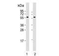 Western blot testing of human 1) HeLa and 2) HL60 cell lysate with Presenilin 1 antibody. Predicted molecular weight ~53 kDa.