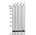 All lanes use the Pleiotrophin antibody at 1:5K dilution for 1 hour at room temperature. Predicted molecular weight ~19 kDa.