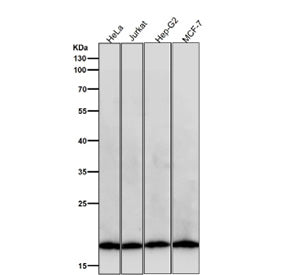 All lanes use the Pleiotrophin antibody at 1:5K dilution for 1 hour at room temperature. Predicted molecular weight ~19 kDa.
