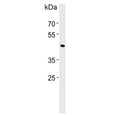 Western blot testing of human RD cell lysate with BHLHE41 antibody. Predicted molecular weight ~50 kDa.