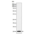 Western blot testing of human 293T cell lysate with UBA52 antibody. Predicted molecular weight ~15 kDa, commonly observed at 10-15 kDa.