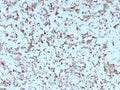 IHC staining of FFPE human liver with recombinant Cytochrome C antibody (clone rCYCS/1010). HIER: boil tissue sections in pH 9 10mM Tris with 1mM EDTA for 20 min and allow to cool before testing.