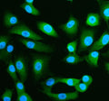 Immunofluorescent staining of SPRED1 using anti-SPRED1 antibody (green). SPRED1 was detected in an immunocytochemical section of cells. Enzyme antigen retrieval was performed using IHC enzyme antigen retrieval reagent for 15 mins. The cells were blocked with 10% goat serum. And then incubated with 5 ug/ml rabbit anti-SPRED1 antibody overnight at 4oC. DyLight 488 Conjugated Goat Anti-Rabbit IgG was used as secondary antibody at 1:500 dilution and incubated for 30 min at 37oC.