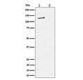 Western blot testing of lysate from 1) human HeLa cells and 2) human HeLa cells treated with alkaline phosphatase, using phospho-MCM2 antibody.