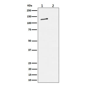 Western blot testing of lysate from 1) human HeLa cells and 2) human HeLa cells treated with alkaline phosphatase, using phospho-MCM2 antibody.