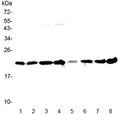 Western blot testing of human 1) HeLa, 2) placenta, 3) MCF7, 4) COLO320, 5) 22RV1, 6) HepG2, 7) A431 and 8) U937 lysate with GLO1 antibody at 0.5ug/ml. Predicted molecular weight ~21 kDa.